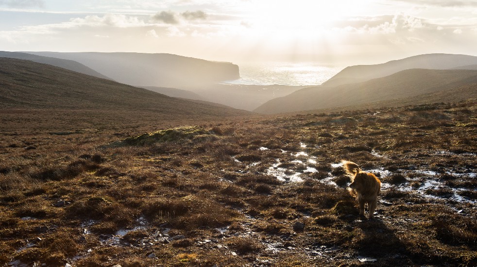 dog friendly holiday orkney